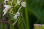 Small green wood orchid